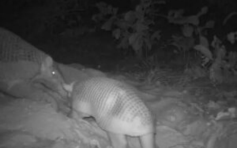 Maior tatu do mundo: Isabel dá à luz ao 4º filhote no Pantanal da Nhecolândia