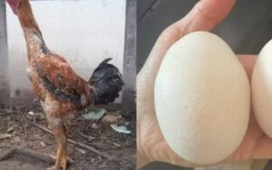 Conheça as galinhas gigantes de R$ 5 mil que produzem ovos de R$ 400 a dúzia 