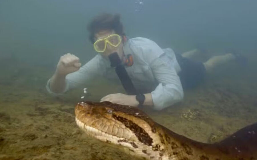 Biólogo holandês nada lado a lado com sucuri gigante em rio de águas cristalinas de Bonito