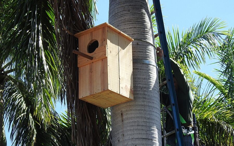 Em Alcinópolis, Ninhos da Comunidade buscam favorecer preservação de aves silvestres
