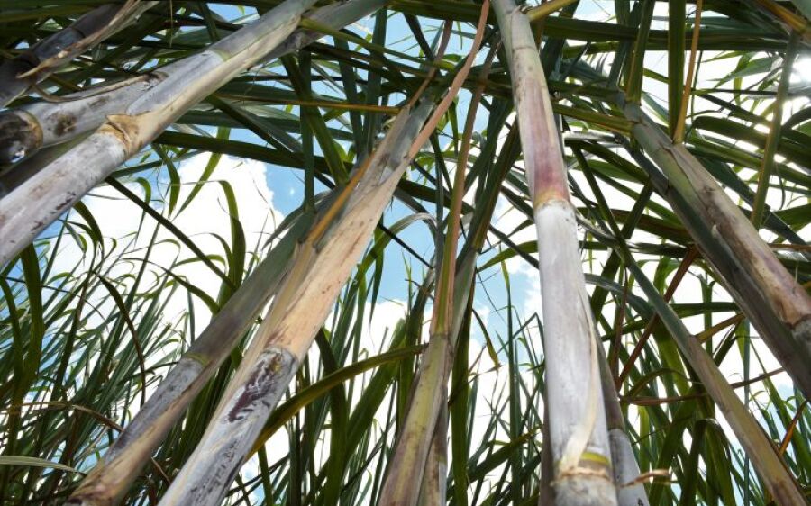 Com apoio do Governo do Estado, MS bate  recorde na produção de cana com 50,5 milhões de toneladas
