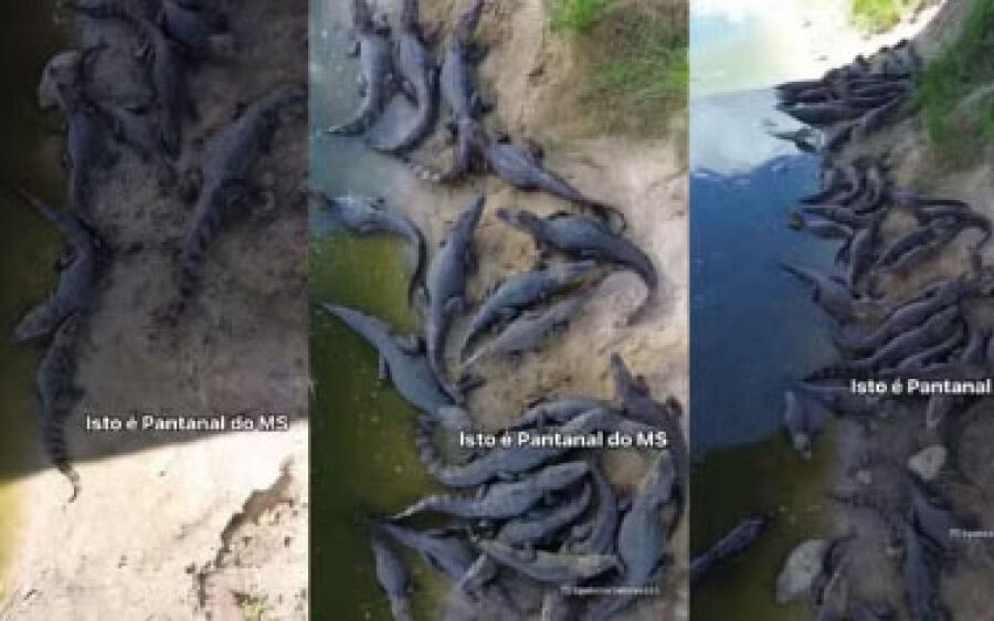 Para fugir do calor  escaldante, jacarés  disputam espaço na sombra de rio no Pantanal de MS