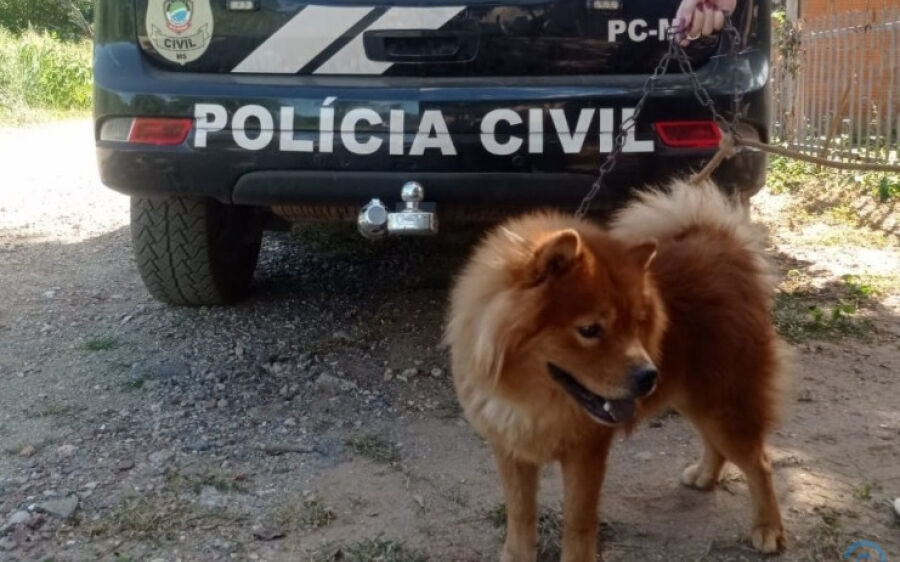 Polícia em parceria com uma ONG resgata animal vítima de maus-tratos