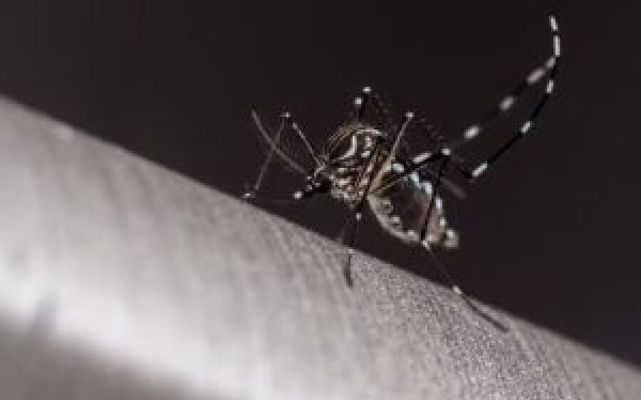 MS confirma 5° morte por dengue no ano; vítima é um bebê de 1 ano