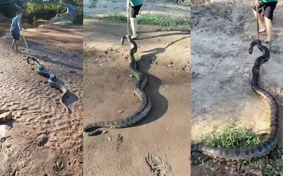 Sucuri é arrastada pela cabeça, e homem é multado em R$ 2,5 mil por maus-tratos em MS