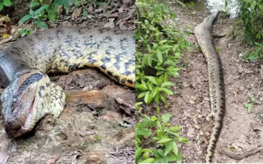 Sucuri gigante que viralizou em vídeo de biólogo holandês é encontra morta em Bonito
