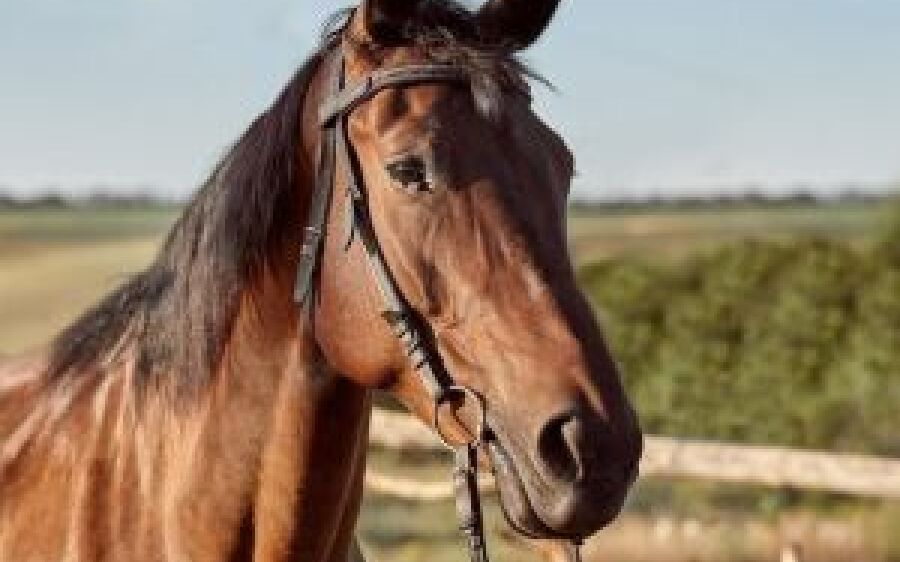 Jovem de MS é esmagado por cavalo ao tentar capar o animal na unha em desafio 