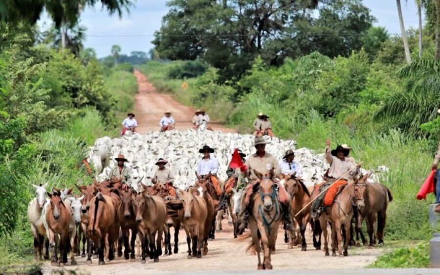 Ministério da Agricultura confirma MS como área livre de febre aftosa sem vacinação