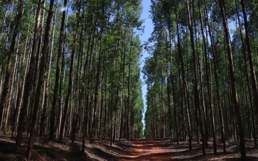 Vale da Celulose: protagonismo da indústria agroflorestal de MS repercurte e é destaque nacional