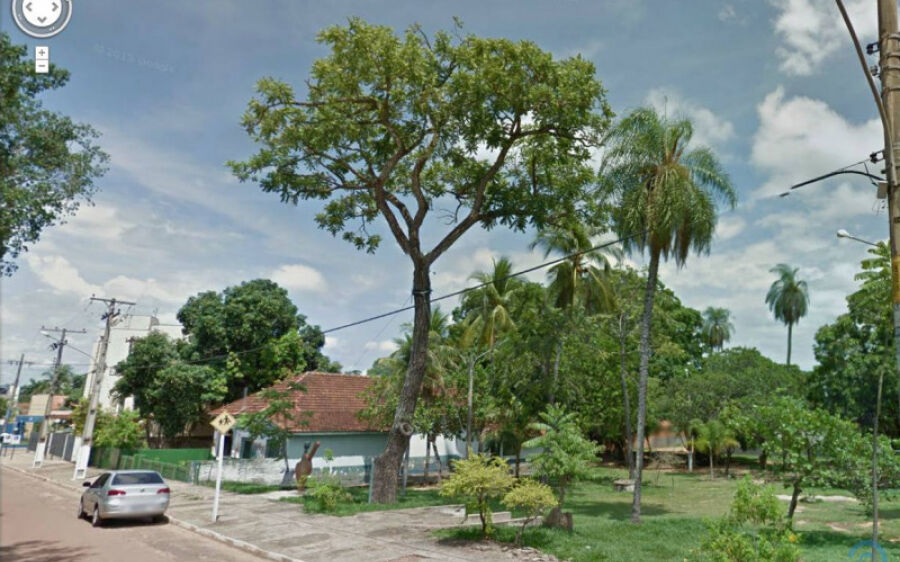 Pé de Cedro, símbolo da cidade de Coxim, morreu ou é somente mundança de estação?