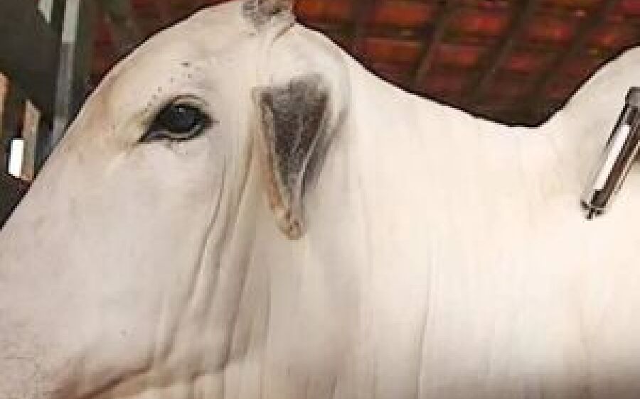 Livre de aftosa sem vacina, Mato Grosso do Sul só deve bombar exportação de carne em 2025