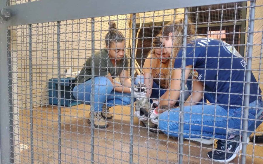 Hospital onde volta à natureza emociona, dois mil animais silvestres já foram atendidos
