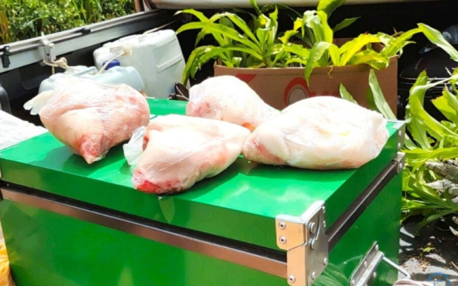 PMA de Corumbá autua homem por transporte de carne de jacaré