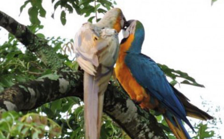 Arara Canindé com mutação rara é flagrada em cidade da região norte de MS