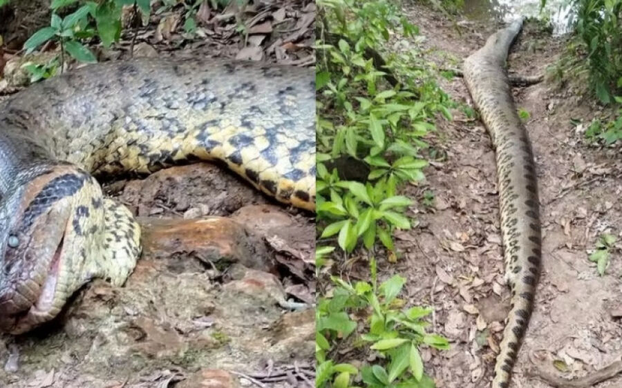 Fim de mistério: Ana Julia, sucuri mais famosa do mundo, morreu de causas naturais, aponta perícia