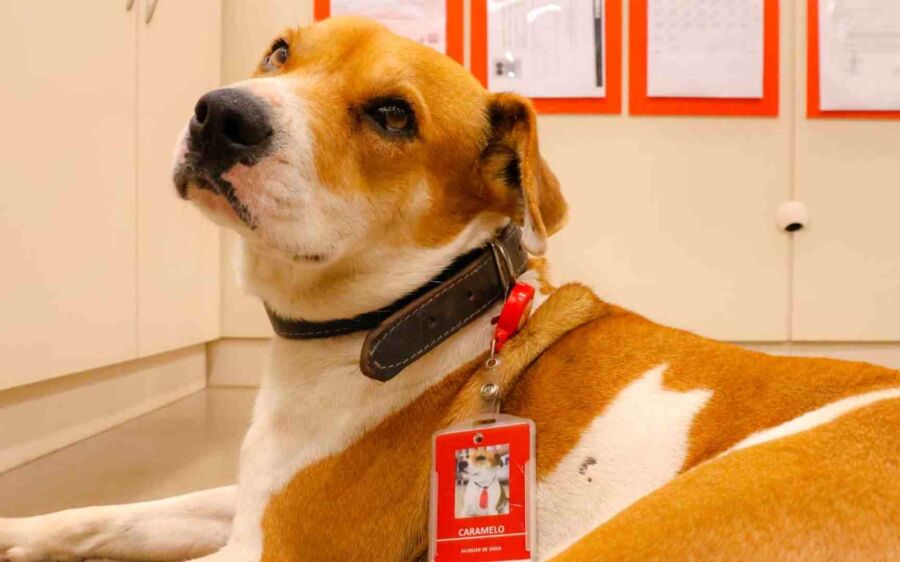 Dia Mundial dos Animais de Rua: Grupo Pereira adota cães abandonados nas lojas de suas bandeiras