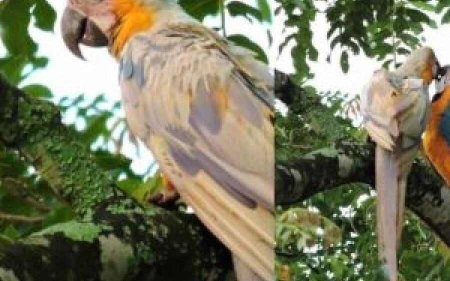 Arara mutante flagrada em MS tem origem incerta e só exames podem descobrir a verdade