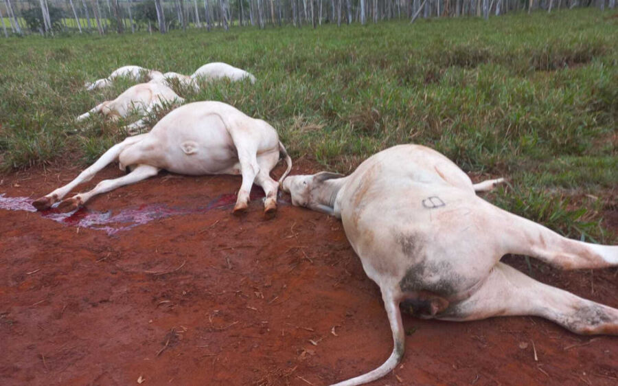 Poste de eucalipto cai e mata gado em fazenda de Jaraguari