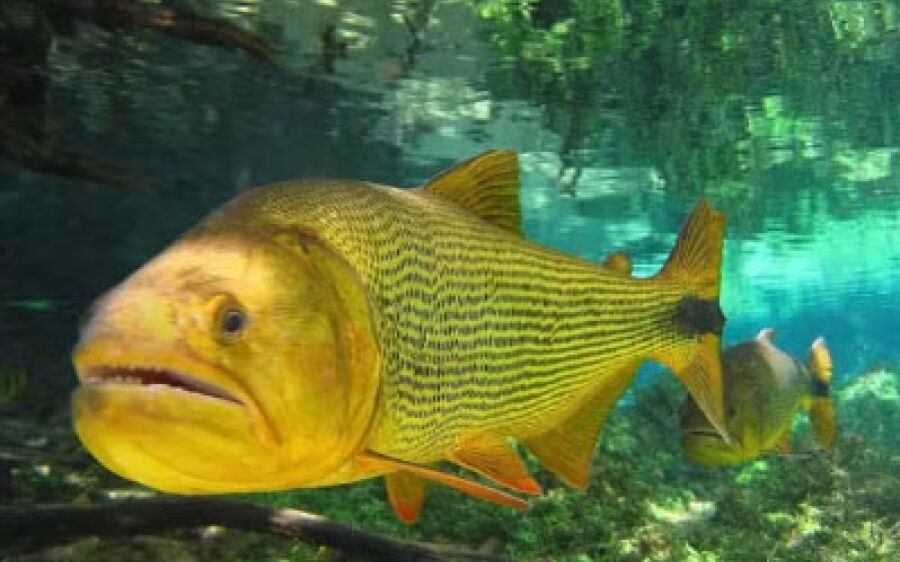 Turista é atacada e tem pé ferido por peixe Dourado durante banho em balneário de Bonito