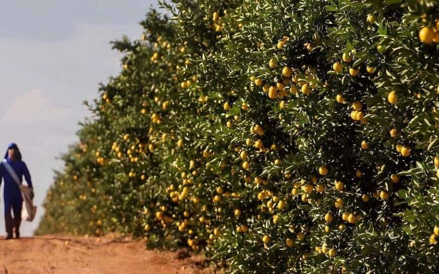 Sem registros de praga que afeta laranjais, MS atrai produtores