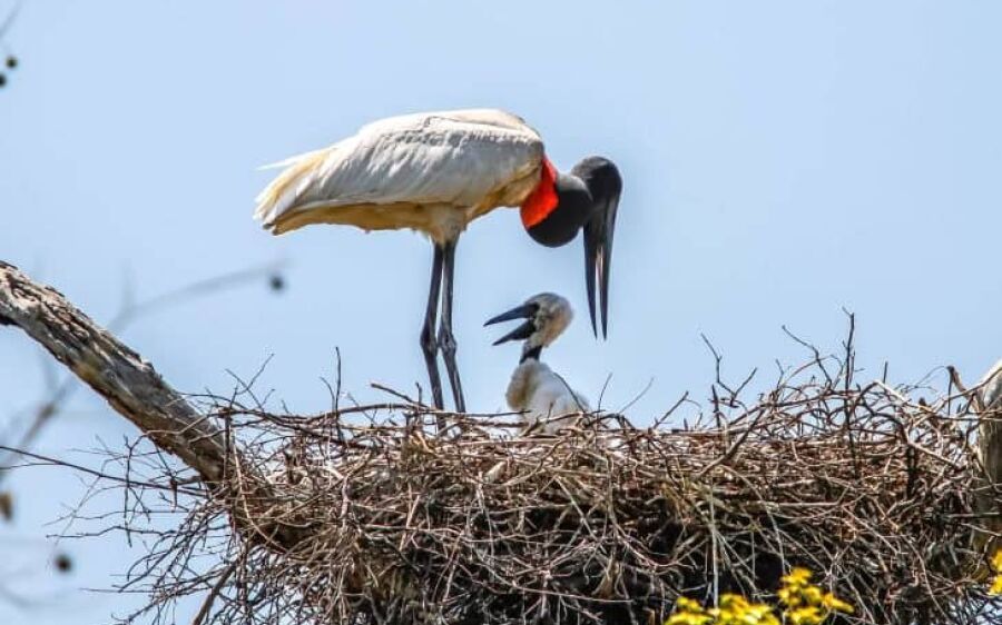 MS, MT e Ministério do Meio Ambiente assinam termo de cooperação para proteção do Pantanal