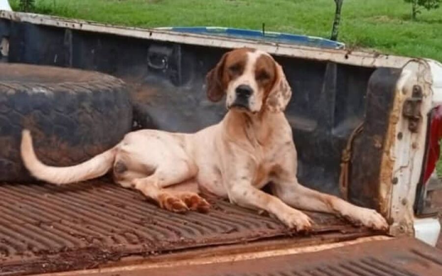 Cachorra chamada Nina desaparece em São Gabriel do Oeste