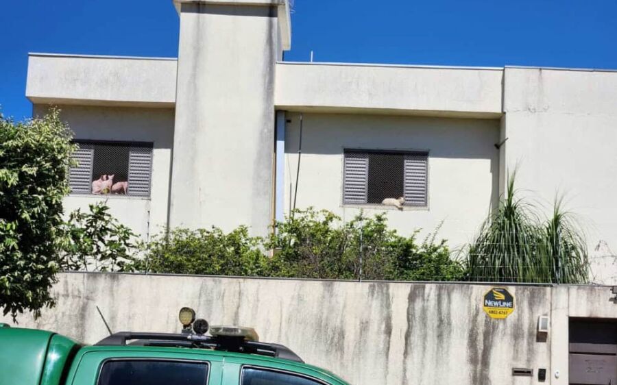 Mais de 350 animais em situação de maus-tratos são encontrados em casa