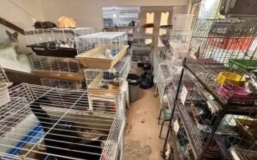 Mais de 350 animais em situação de maus-tratos são encontrados em casa de MS