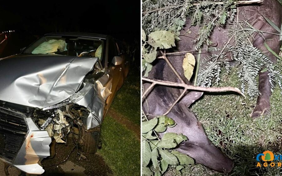 Veículo colide com anta na BR-163 em Coxim, mas ocupantes escapam ilesos