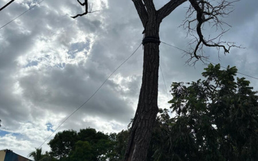 Símbolo cultural e histórico de Coxim, Pé de Cedro está morto, aponta laudo de especialista