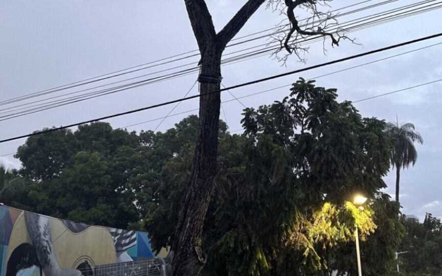 Audiência Pública decidirá o futuro do Pé de Cedro em Coxim