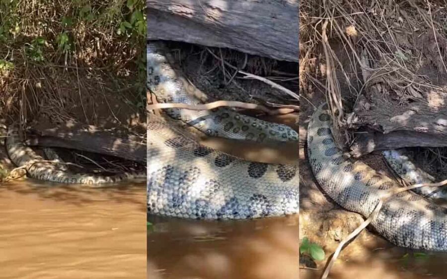 Pescador encontra sucuri gigante morta boiando em rio de MS