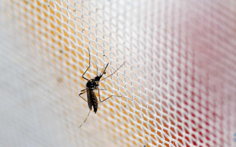 Brasil passa de 4 milhões de casos de dengue; mortes chegam a 1.937