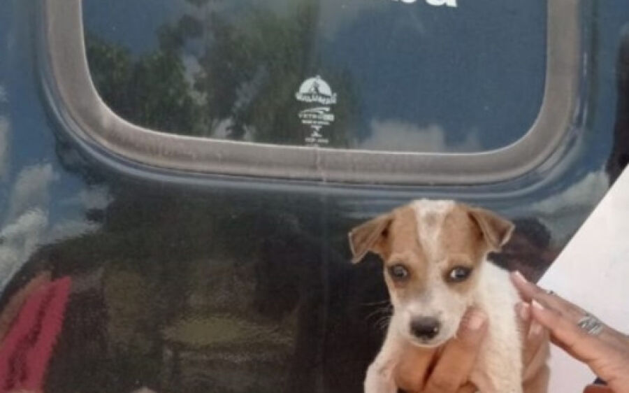 Polícia Civil realiza resgate de animal vítima de maus-tratos em Corumbá