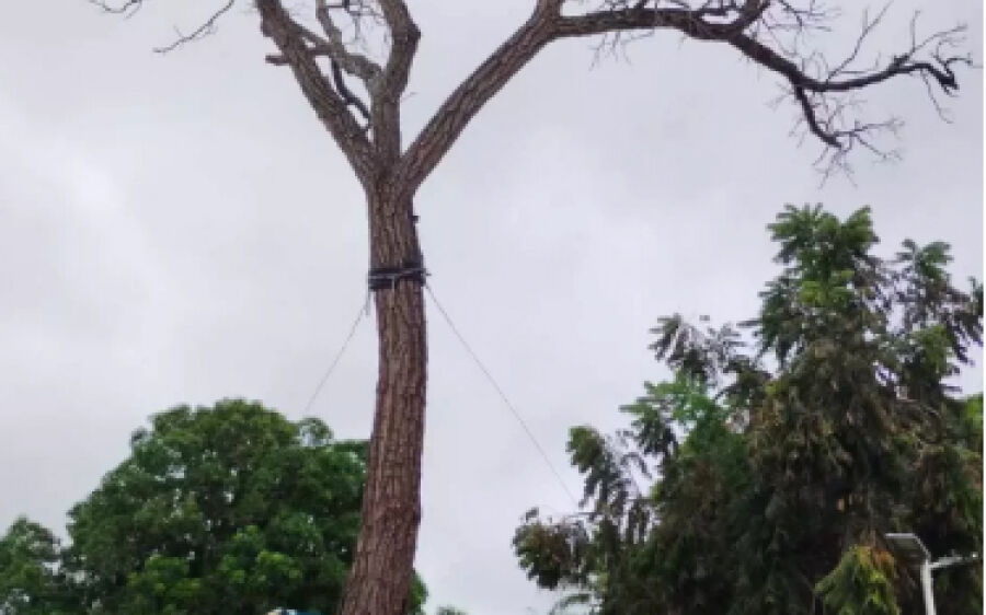  Pé de Cedro: Da Agonia ao Fim
