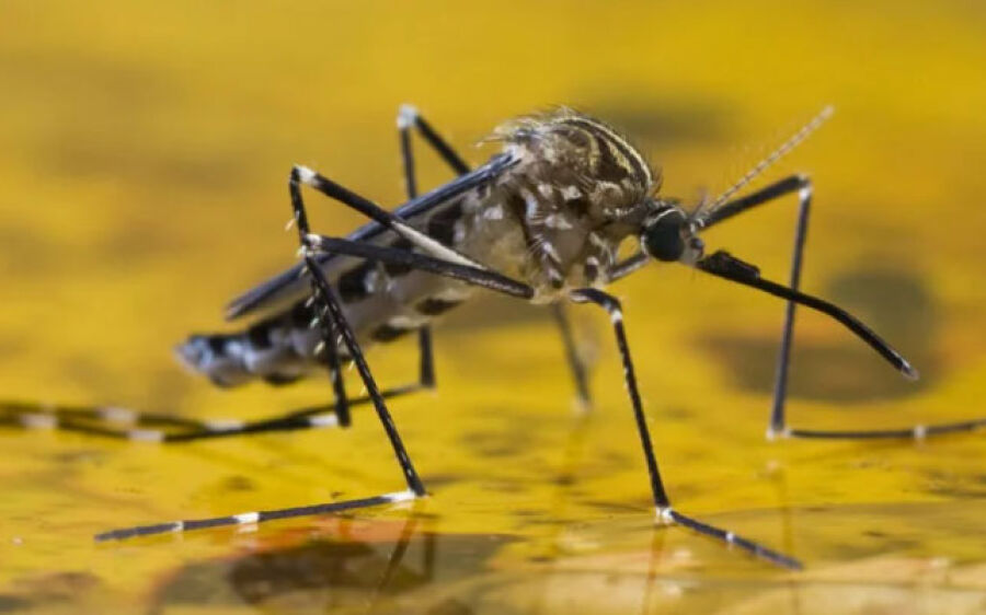 Alerta para os casos de  Febre amarela 