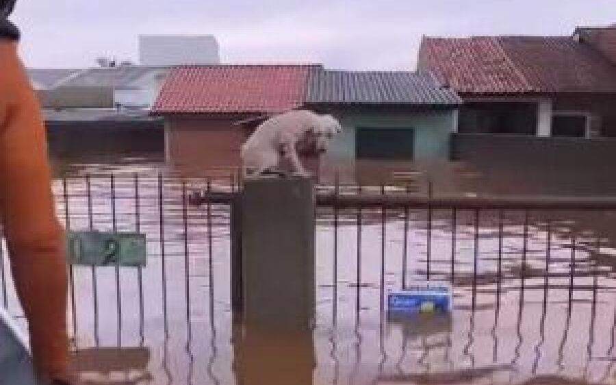 Pelo menos 3,5 mil animais ilhados pela chuva foram resgatados no RS