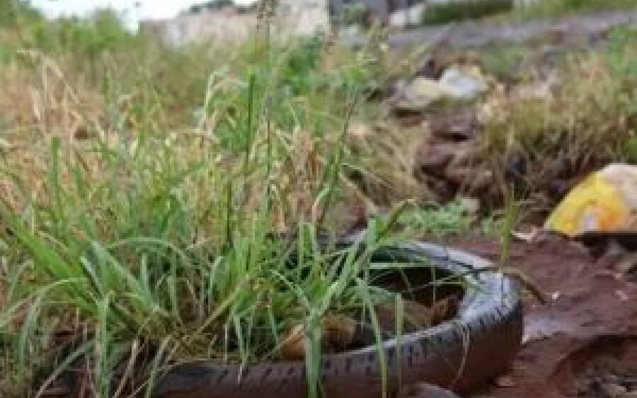 Confundida com a dengue, Febre do Oropouche roda o País e entra no radar de MS