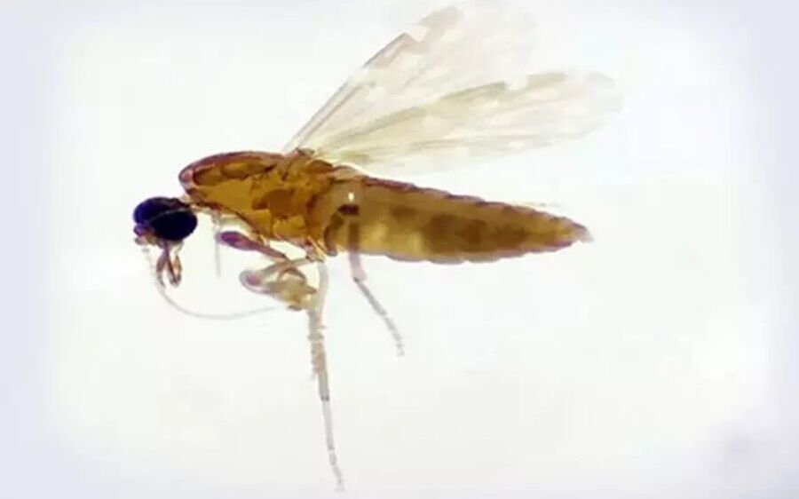 Confundida com a  dengue, Febre do  Oropouche roda o País e entra no radar de MS