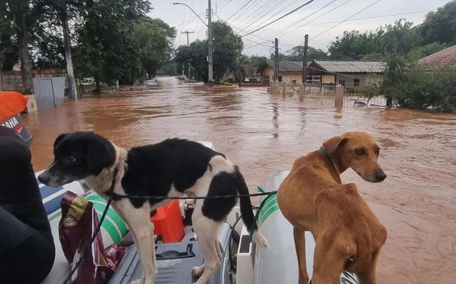 Bruna Lombardi mostra resgate de cães no Rio Grande do Sul