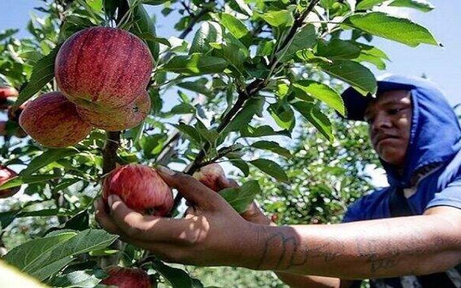 Exploração de indígenas de MS em plantações do Sul vira preocupação para o MPT