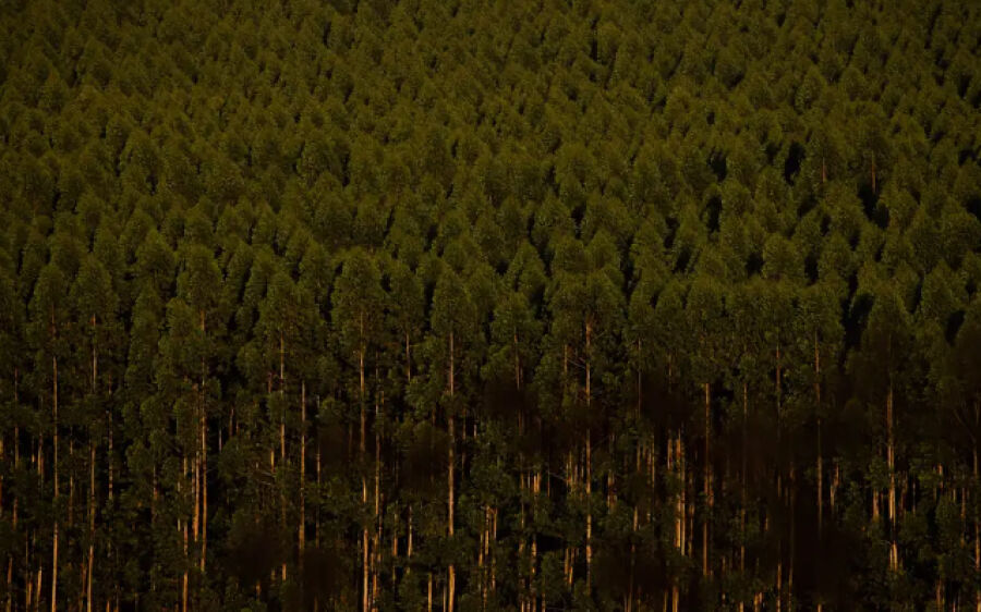Câmara aprova regras menos rígidas para plantação de eucalipto