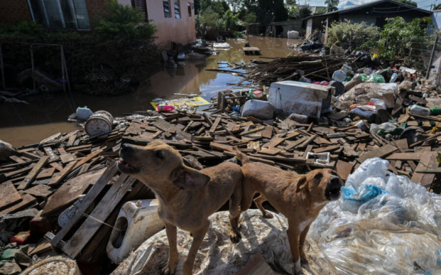 Quase 10 mil animais foram resgatados durante as enchentes no RS
