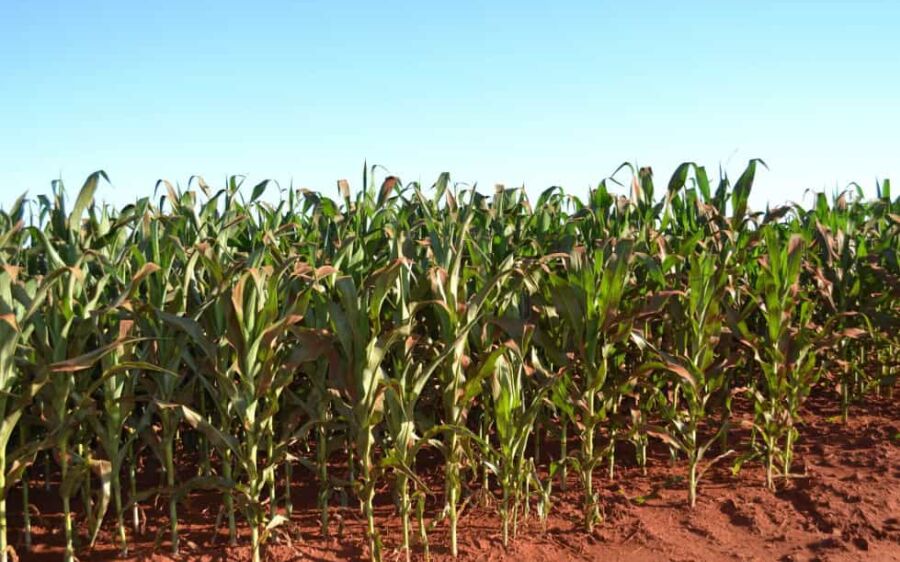 Milho segunda safra em MS perde potencial com poucas chuvas e altas temperaturas