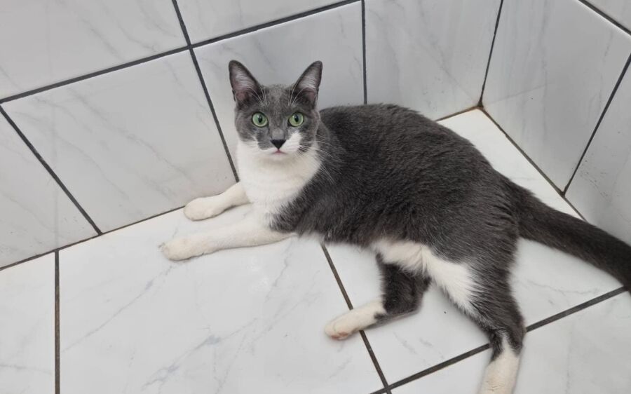 Procura-se: Gatinha está desaparecida desde sábado em São Gabriel do Oeste