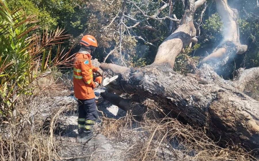 Incêndios florestais no Pantanal e em Naviraí mobilizam bombeiros de MS