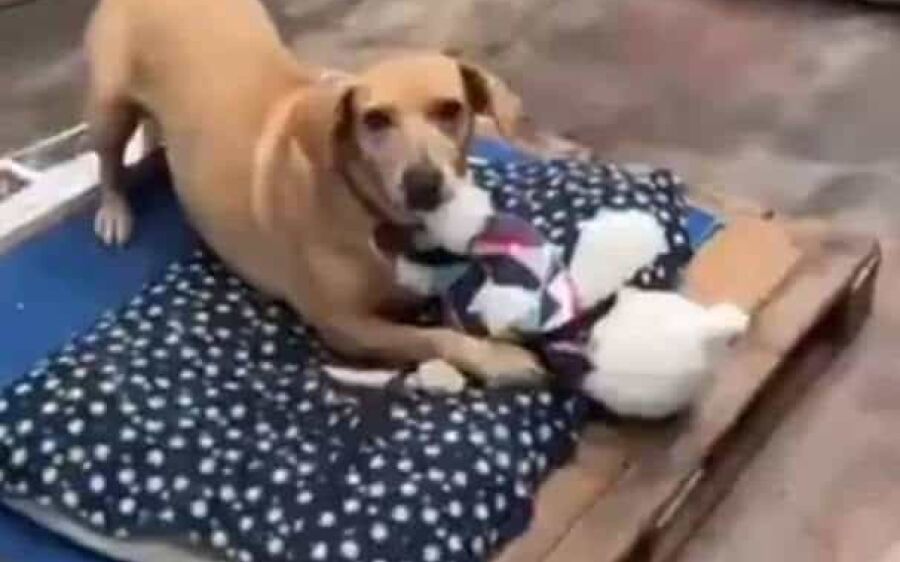 Cães influenciadores de MS arrecadam R$ 50 mil para animais vítimas das enchentes no RS