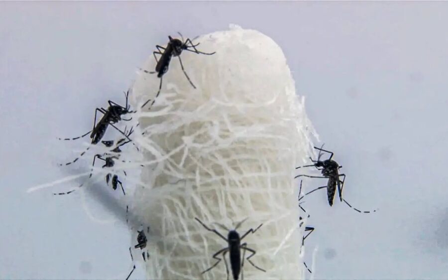 Brasil ultrapassa cinco milhões de casos prováveis de dengue