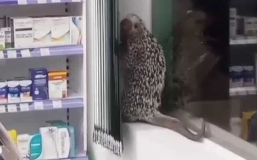 Porco-espinho é capturado dentro de farmácia em Coxim