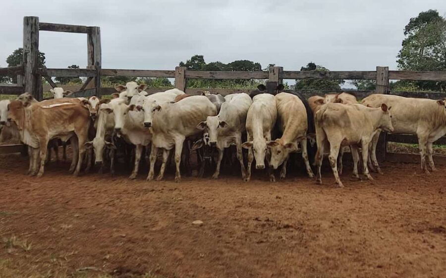 Polícia Civil esclarece furto de gado em Corumbá e recupera animais em Coxim